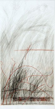 die wilde Rose II