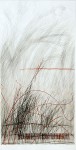 die wilde Rose II